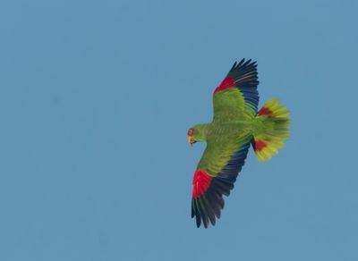 White-fronted Amazon - Amazona albifrons