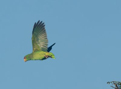 White-fronted Amazon - Amazona albifrons