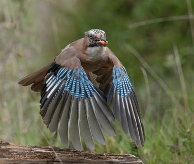 My 6 Birdguides Photo of the Week and my 66 notable photos.