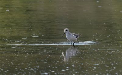 Devon Birds, a photographic list with some video. 277 species to date from my home county.