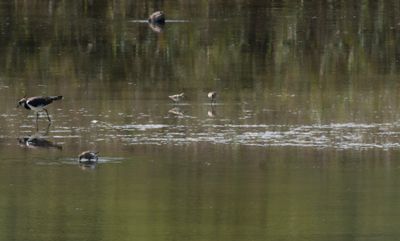 Little Stint - Calidris minuta