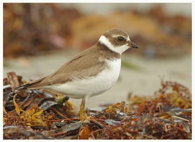 Semipalmated Plover (Charadrius semipalmatus) Nr Ft Lauderdale