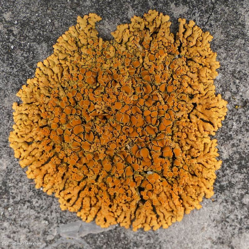 Foliose Lichen (Xanthoria parietina)