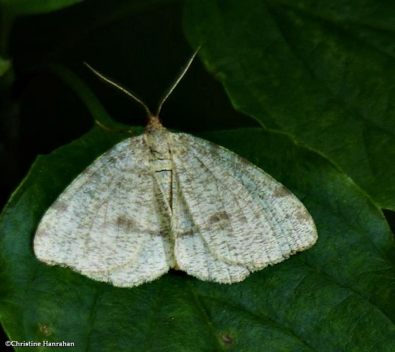 Drab angle moth  (Macaria evagaria ), #6278
