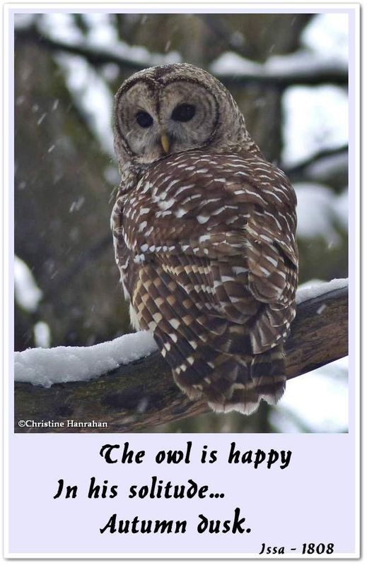 The owl is happy...