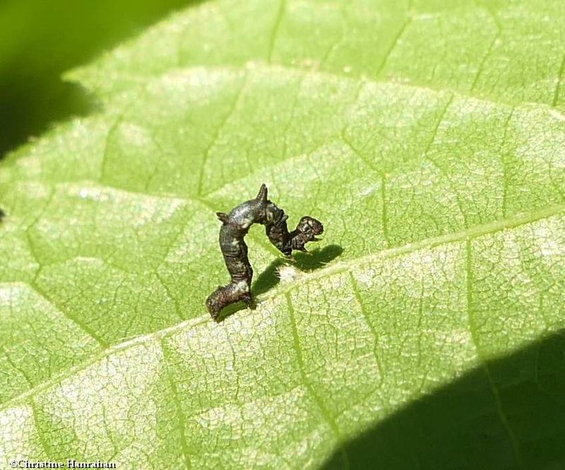 Horned spanworm moth caterpillar (Nematocampa resistaria), #7010