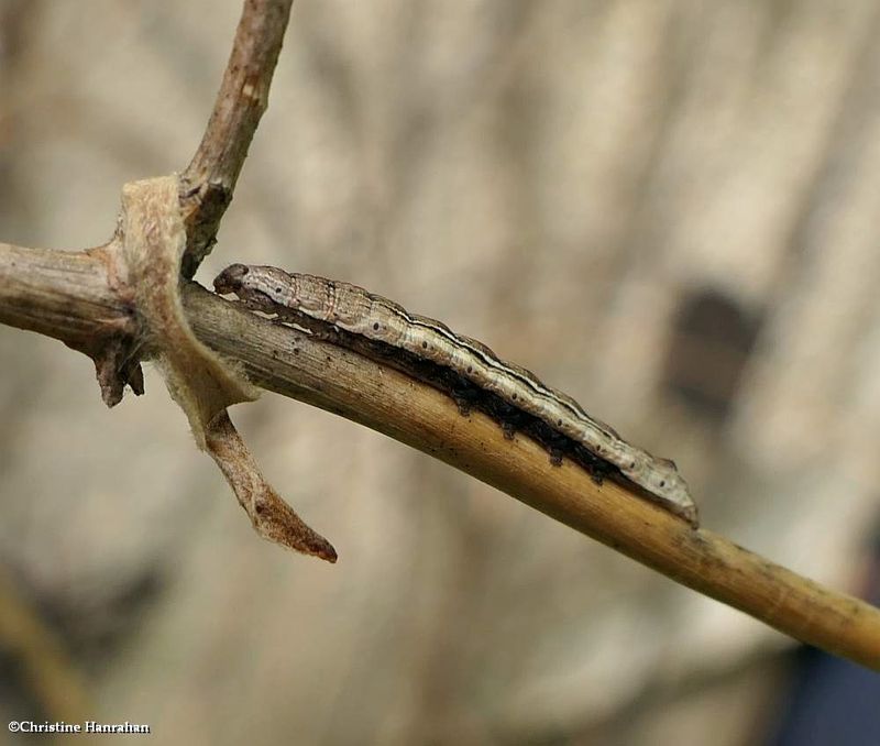 Fringe tree sallow moth caterpillar (sympistris chionanthi)?, #10067