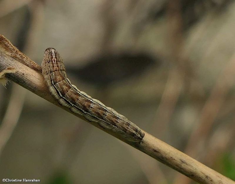 Fringe tree sallow moth caterpillar (sympistris chionanthi)?, #10067  