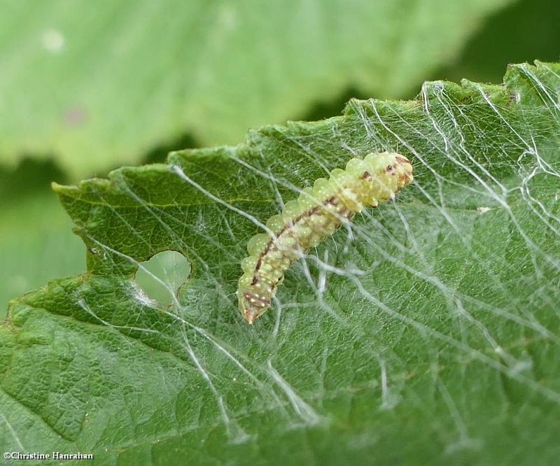 Arched hooktip moth caterpillar  (Drepana arcuata), #6251  [June 30]