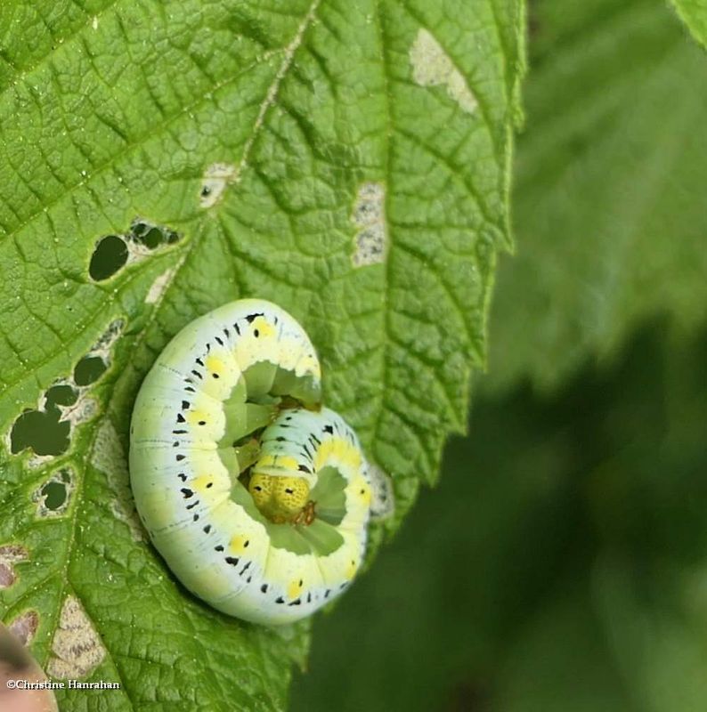 Canadian owlet moth caterpillar (Calyptra canadensis), #8536  [June 14]