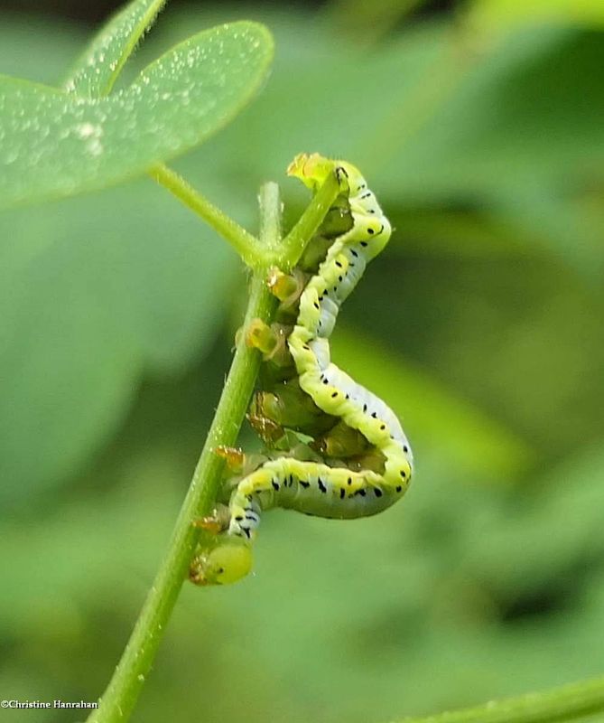 Canadian owlet moth caterpillar (Calyptra canadensis), #8536   [June 14]