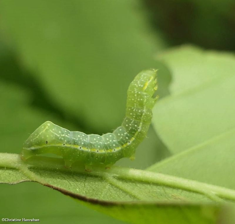 Copper underwing moth caterpillar  (Amphipyra pyramidoides ), #9638   [June 17]