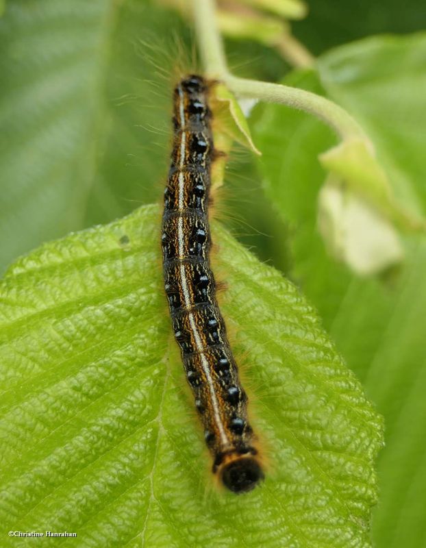 Eastern tent caterpillar  (Malacosoma americana), #7701  [June 2]