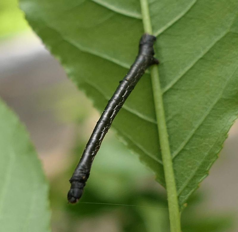 Geometrid moth caterpillar  [June 30]