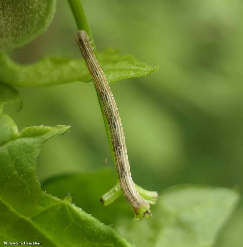 Geometrid moth caterpillar   [June 30]