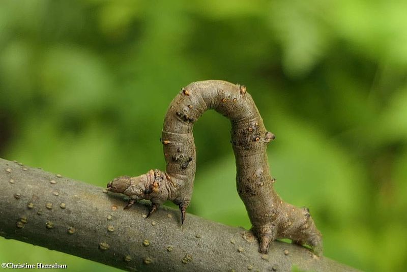 Geometrid moth caterpillar   [June 30]