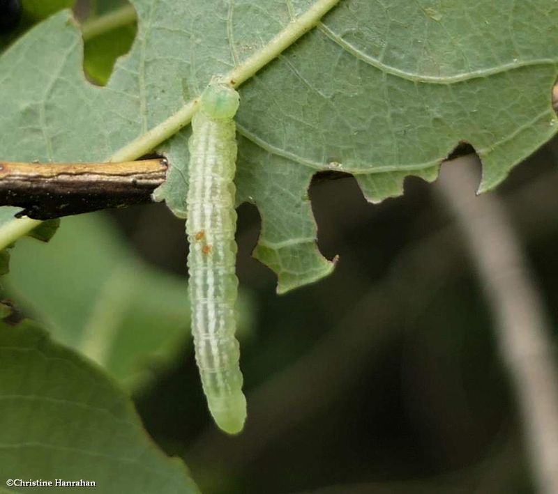 Noctuid moth caterpillar  [June 30]