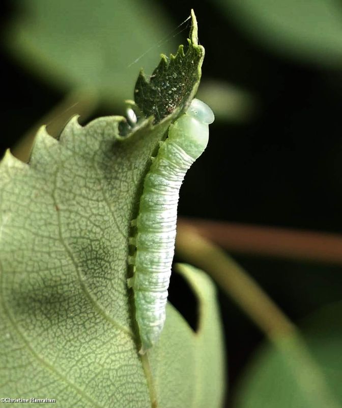 Noctuid moth caterpillar  [June 30]