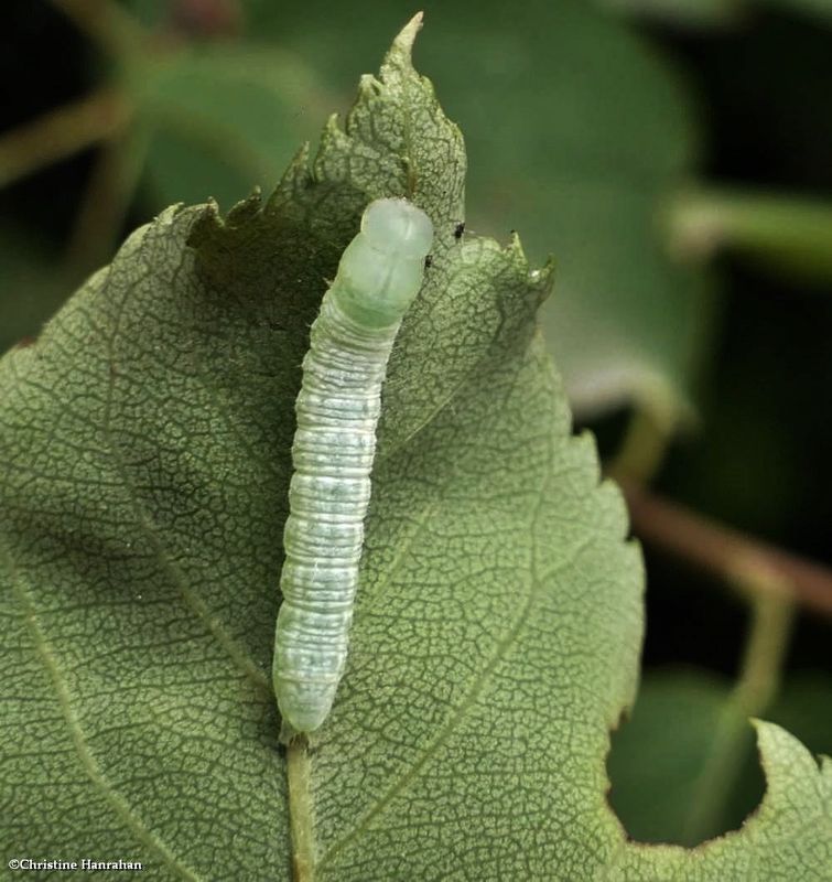 Noctuid moth caterpillar  [June 30]