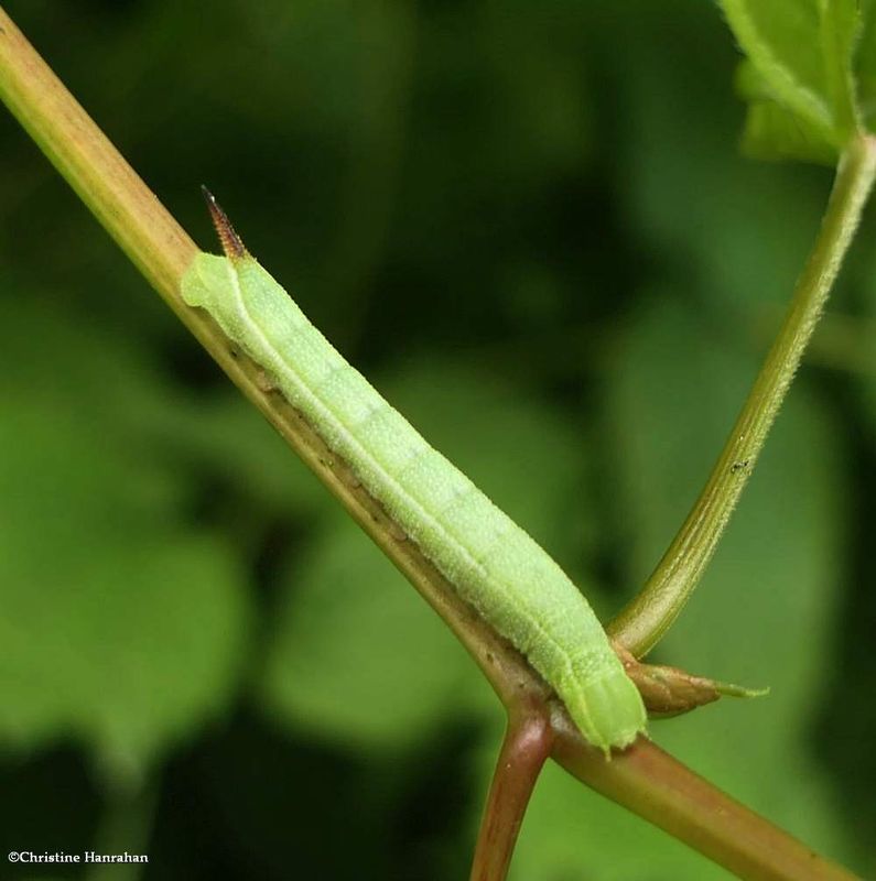 Nessus sphinx moth caterpillar (Amphion floridensis) ??  [June 30]