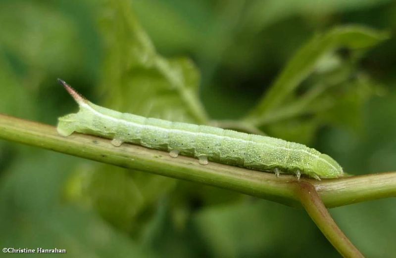 Nessus sphinx moth caterpillar (Amphion floridensis) ??  [June 30]