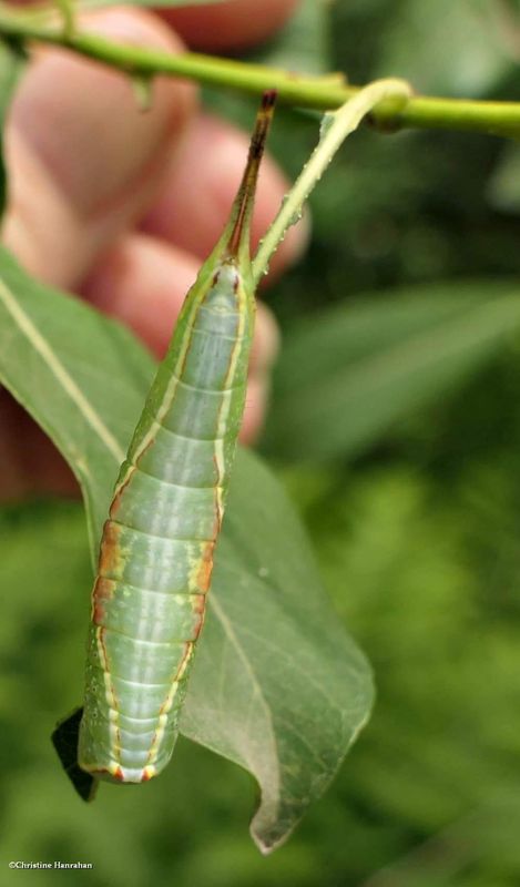 Western furcula moth caterpillar  (Furcula occidentalis), #7939  [June 30]
