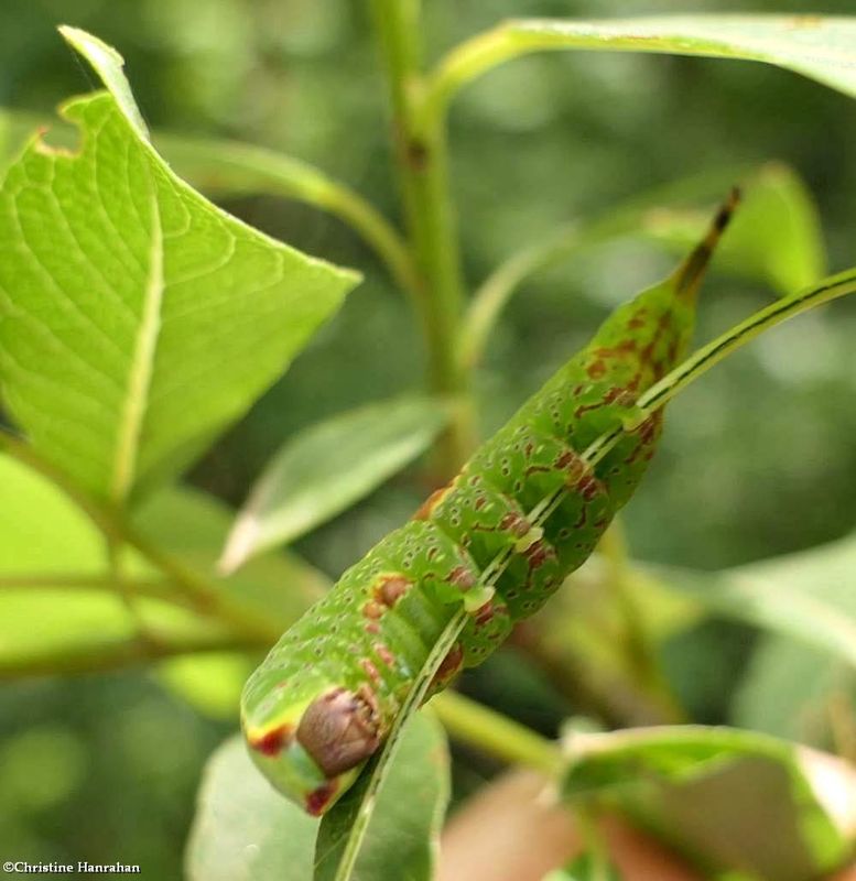 Western furcula moth caterpillar  (Furcula occidentalis), #7939  [June 30]
