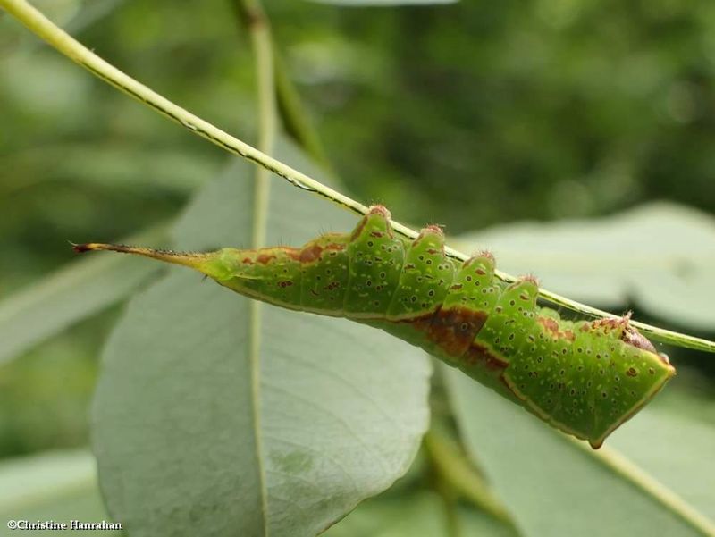 Western furcula moth caterpillar  (Furcula occidentalis), #7939  [June 30]