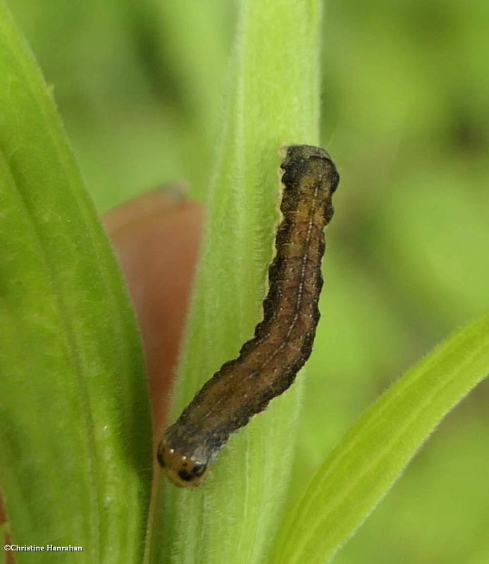 Noctuid moth caterpillar (Eupsilia)  [June 30]