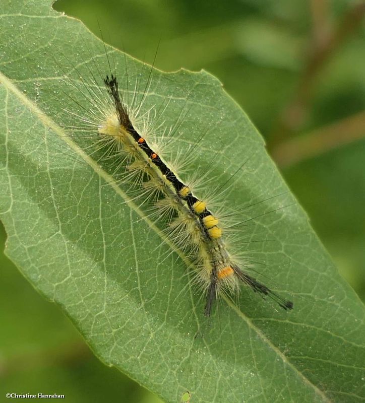 White-marked tussock moth caterpillar (Orgyia leucostigma), #8316  [June 30]