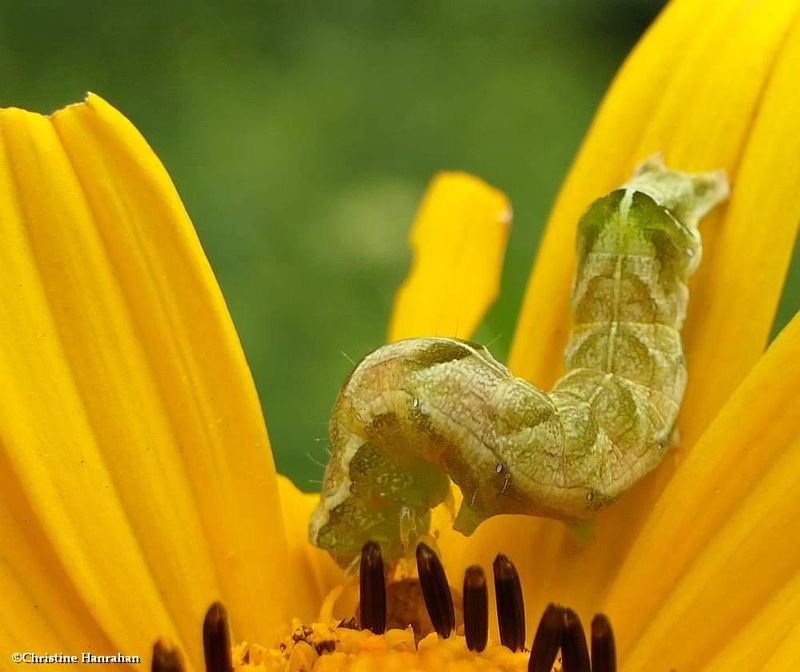 Hitched arches moth caterpillar  (Melanchra adjuncta), #10292  [June 30]