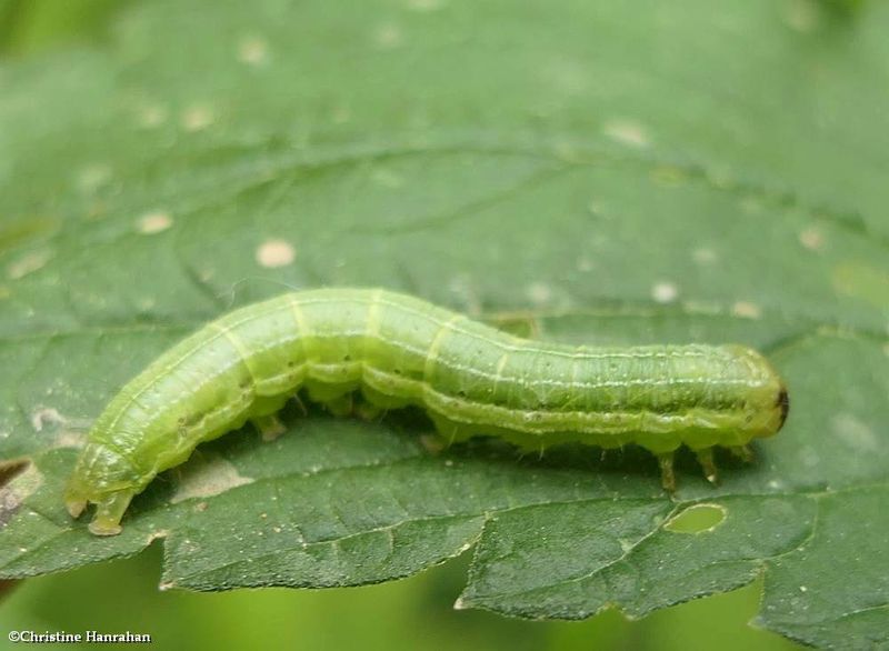 Veiled ear moth caterpillar  (Loscopia velata), #9454  [June 14]