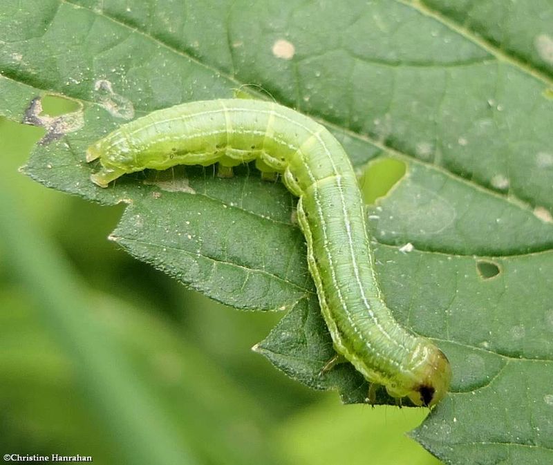 Veiled ear moth caterpillar  (Loscopia velata), #9454  [June 14]