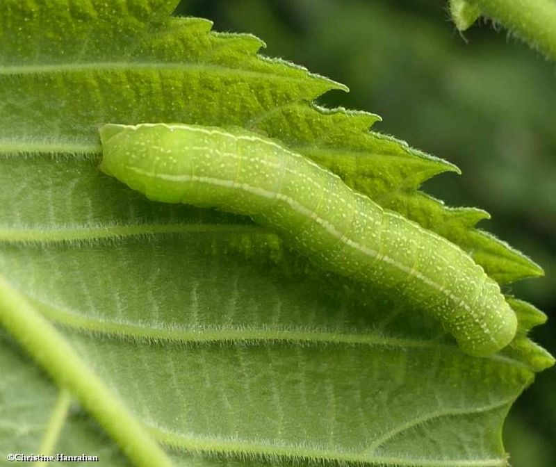 Noctuid moth caterpillar  [June 14]