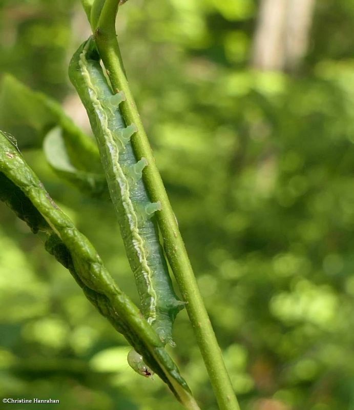 Noctuid moth caterpillar  [June 14]