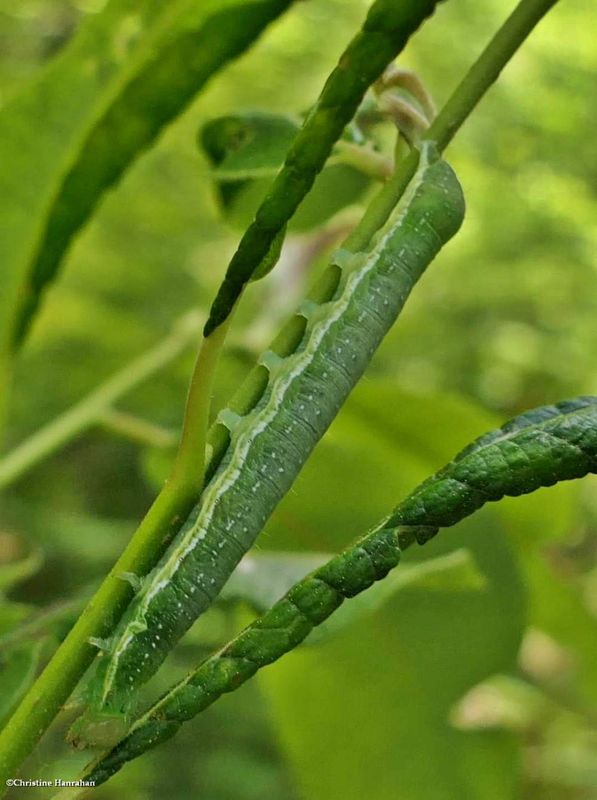 Noctuid moth caterpillar  [June 14]