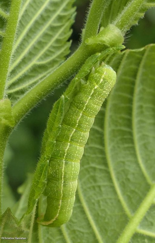 Noctuid moth caterpillar  [June 14]