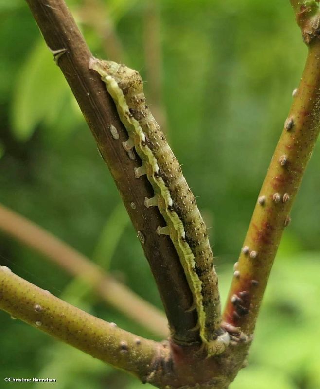 Ruby quaker moth caterpillar  (Orthosia rubescens), #10487  [June 17]