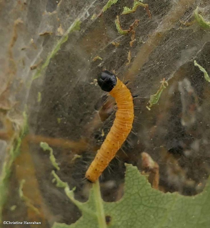 Ugly nest caterpillar (Archips cerasivorana), #3661   [June 6]