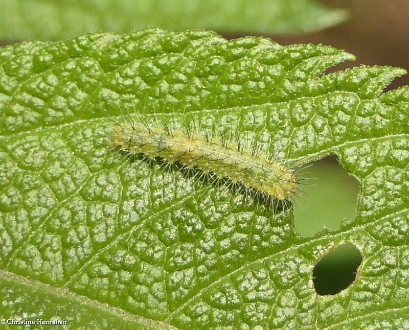 Plume moth caterpillar (Pterophoridae)  [June 17]