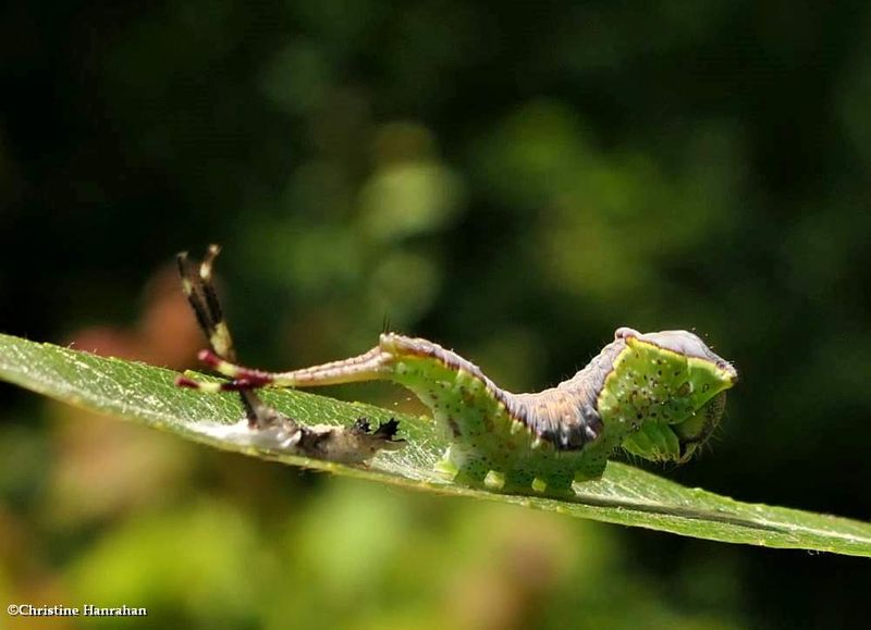 Western furcula moth caterpillar  (Furcula occidentalis), #7939  [June 17]