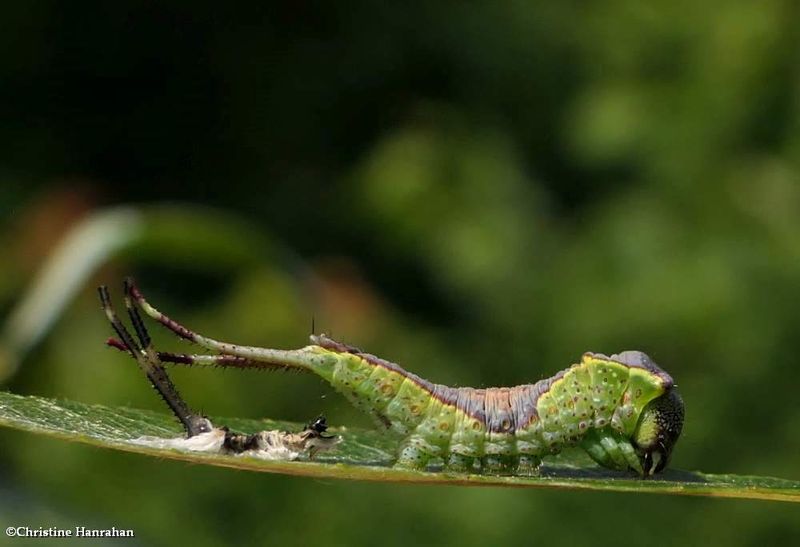 Western furcula moth caterpillar  (Furcula occidentalis), #7939  [June 17]