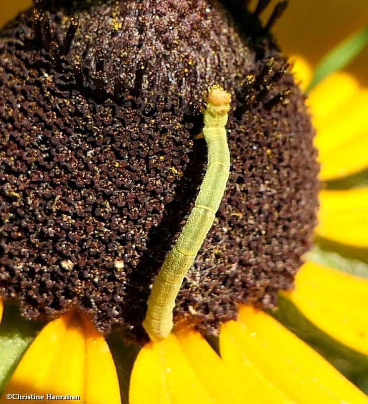 Blackberry looper moth caterpillar  (Chlorochlamys chloroleucaria), #7071  [July 4