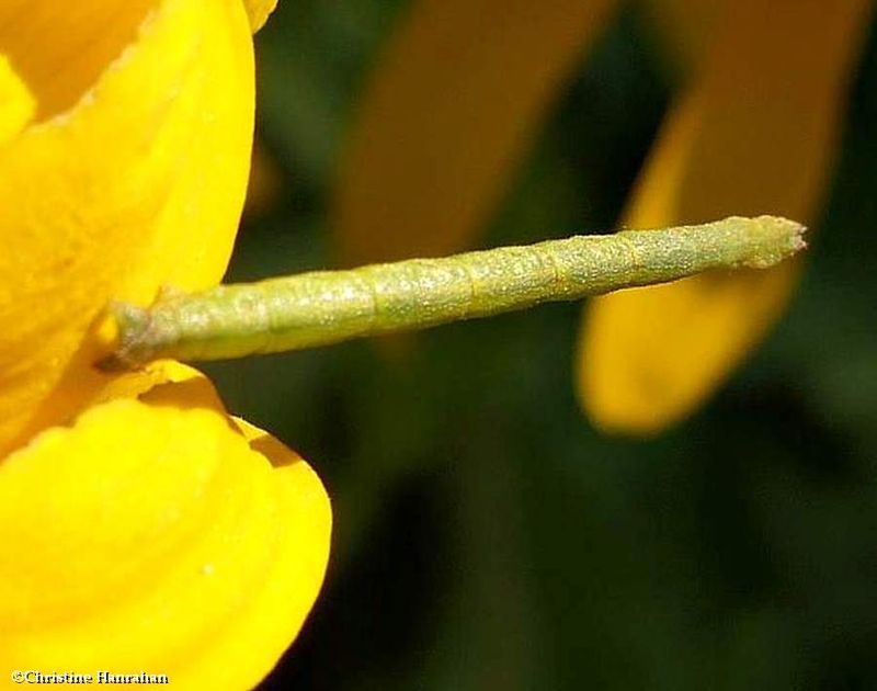 Blackberry looper moth caterpillar  (Chlorochlamys chloroleucaria), #7071  [July 25]