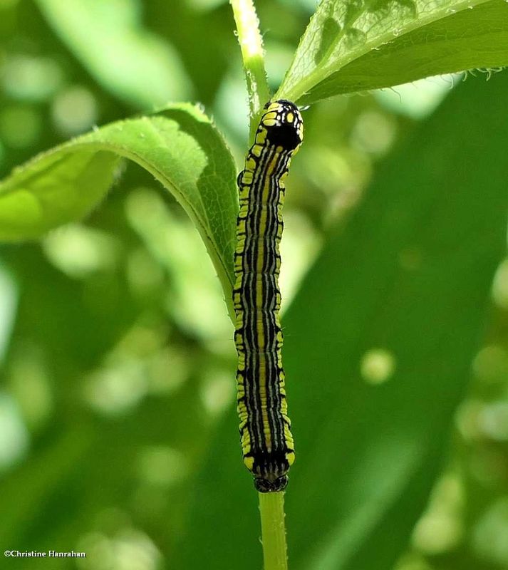 Brown-hooded owlet moth caterpillar  (Cucullia convexipennis), #10202  [July 25]