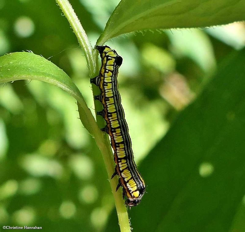 Brown-hooded owlet moth caterpillar  (Cucullia convexipennis), #10202  [July 25] 