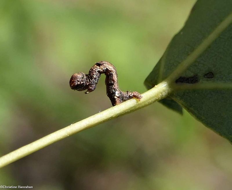 Geometrid moth caterpillar  [July 25]