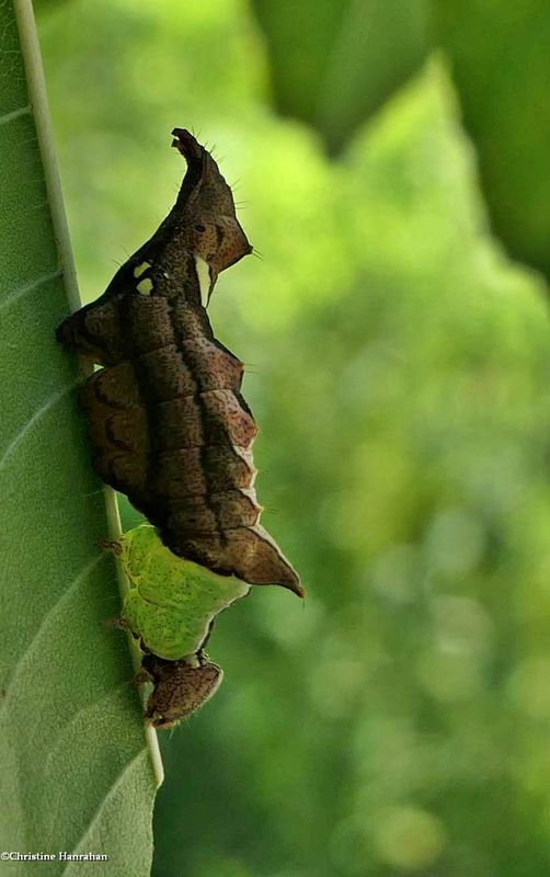 Unicorn moth caterpillar  (Coelodasys unicornis), #8007  [July 25]