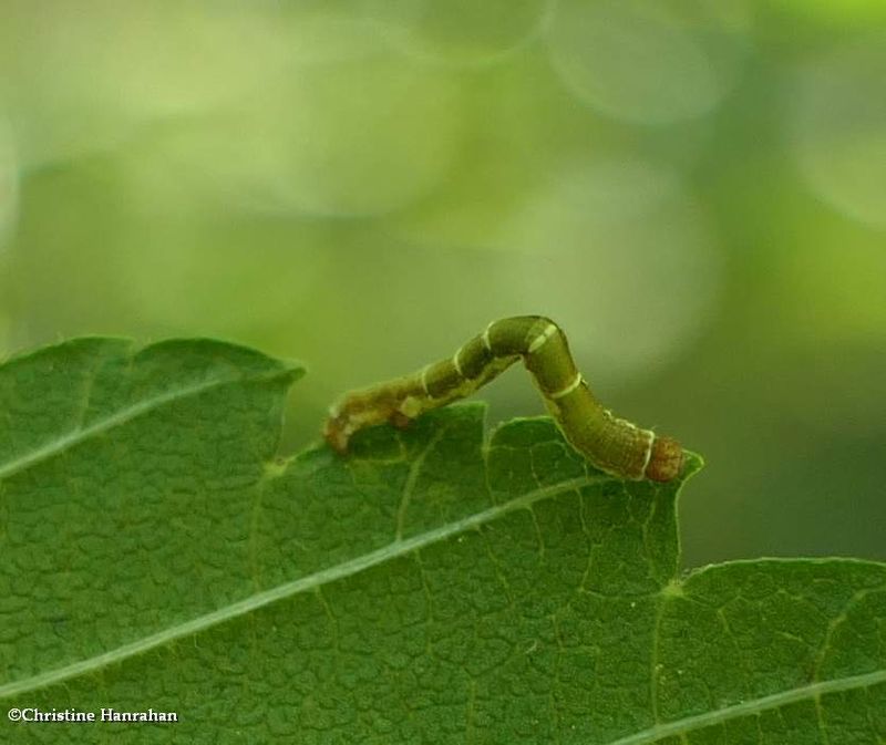One-spotted variant moth caterpillar  (Hypagyrtis unipunctata, #6654  [July 25]