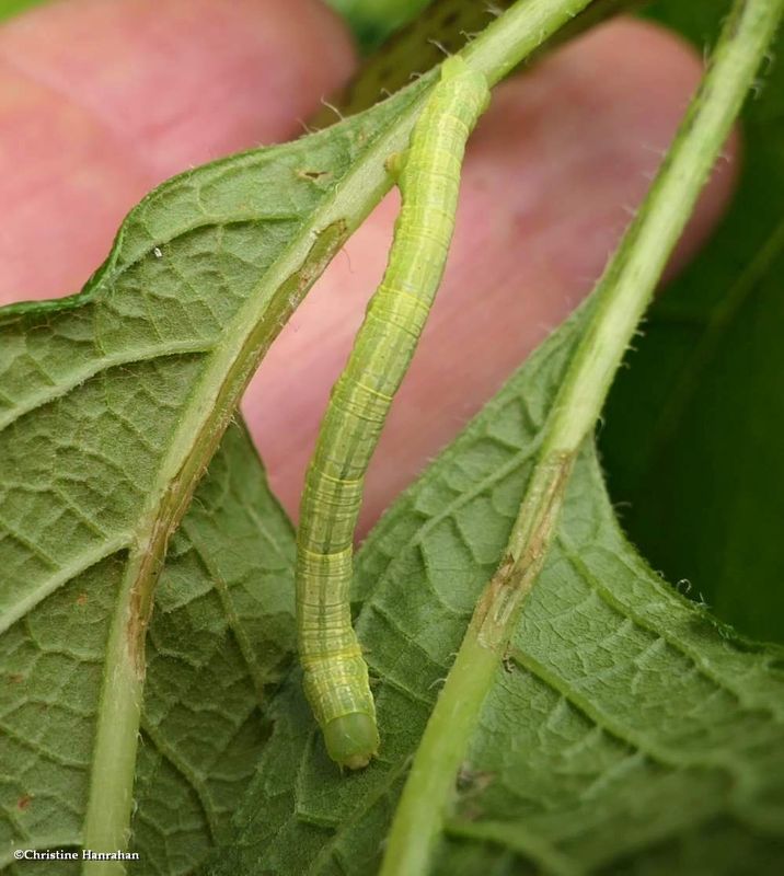 Common angle moth caterpillar  (Macaria aemulataria), #6326  [July 3]